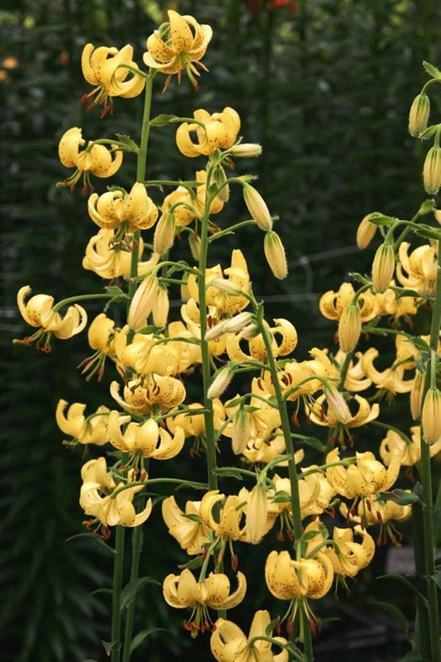 Lilie ‘Golden Morning’